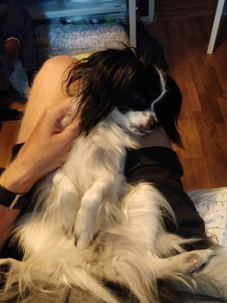 Hund
