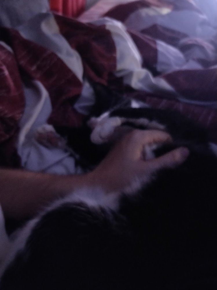 Katt