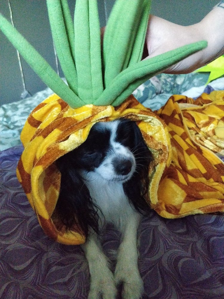 Hund