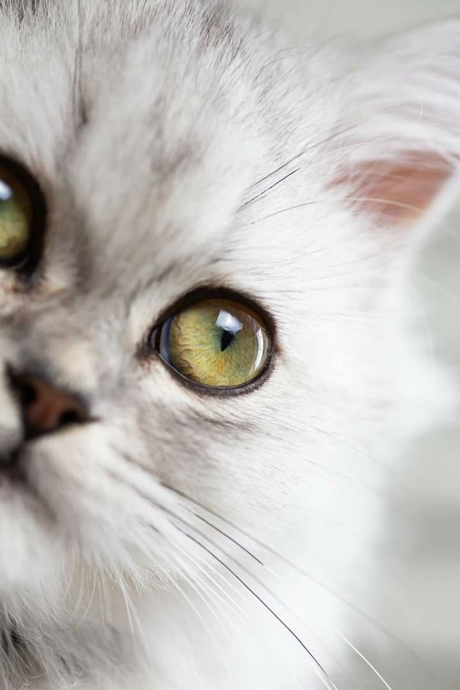 Katt