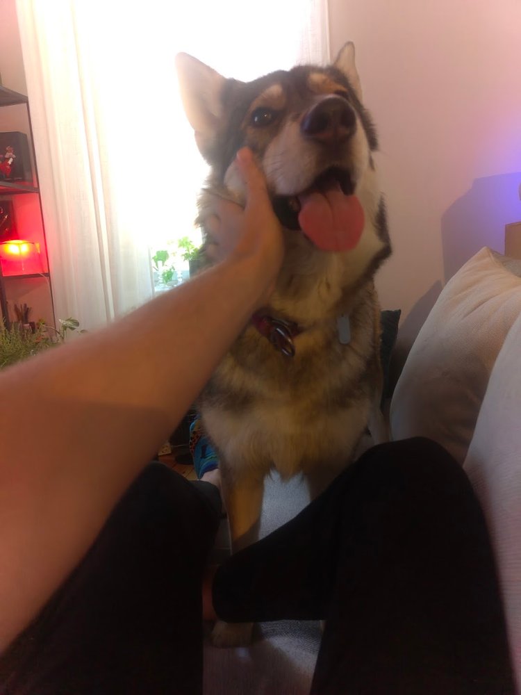 Hund