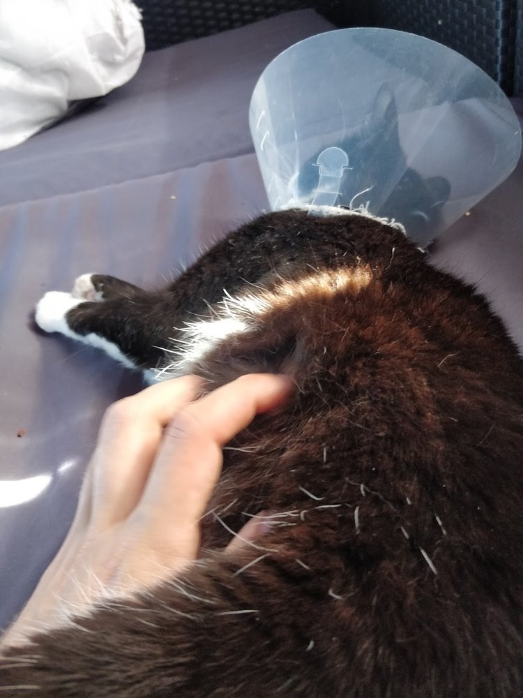 Katt