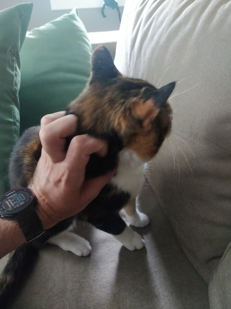 Katt